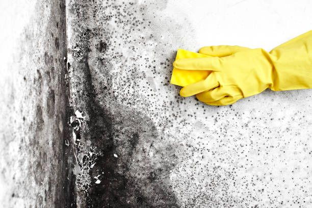 Best Commercial Mold Inspection  in Booker, TX
