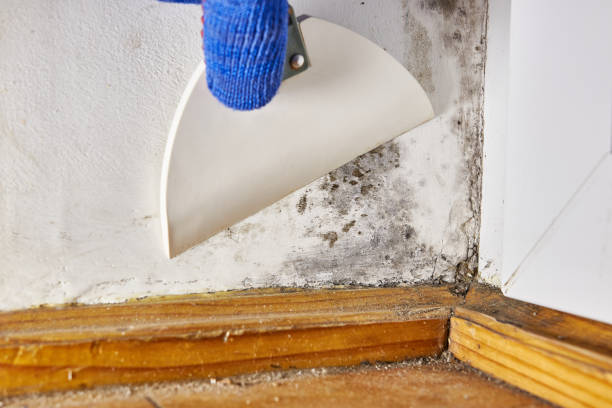 Booker, TX Mold Removal Company
